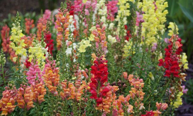 Snapdragons for Fall blooms