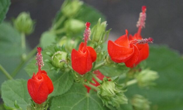 Hummingbird Favorite: Turk’s Cap