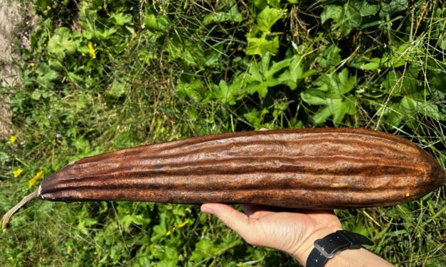 What Is It? Wednesday – Luffa