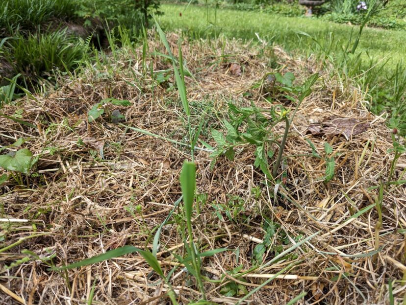 To plant my tomatoes and sweet potatoes, I used a hand trowel to dig a small hole for each transplant. My soil retains its organic matter and reaps its benefits by reducing soil disturbance.