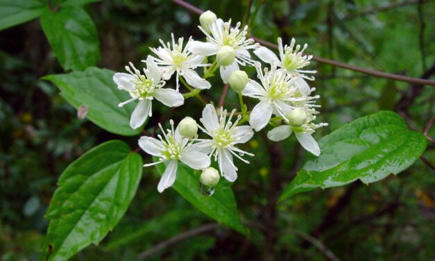 Invasive Plant Spotlight: Sweet Autumn Clematis