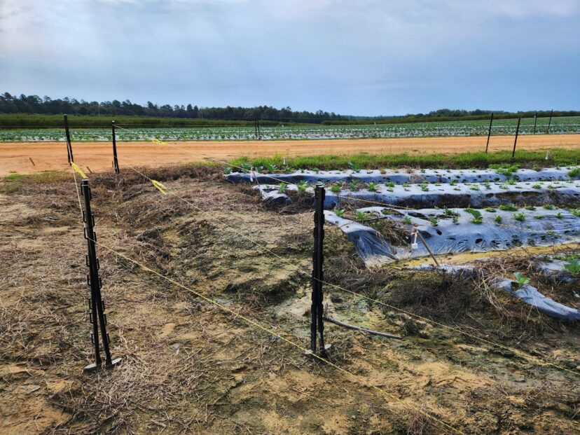 Two rows of electric fence to deter deer from this broccoli field.