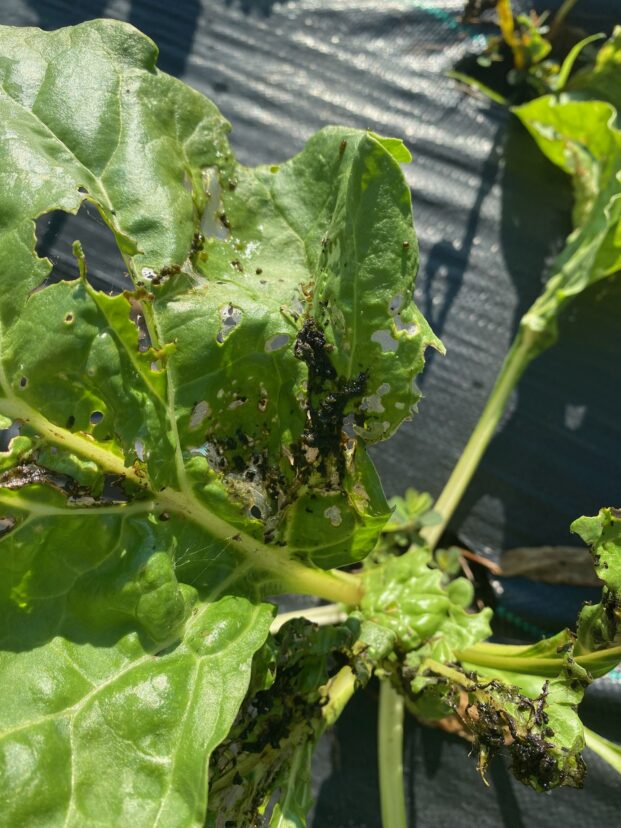 Vegetable weevil damage looks similar to that of a caterpillar. Don’t assume; identify the pest.