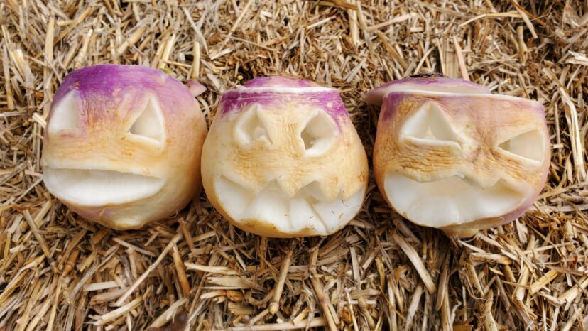 An assortment of carved turnip Jack O'Lanterns. <br/>Alex Ryan Thompson, ©2023, Clemson Extension