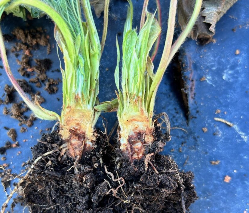 Crown rot symptoms are revealed when the crowns are cut in half. <br/> Guido Schnabel, ©2023, Clemson Extension