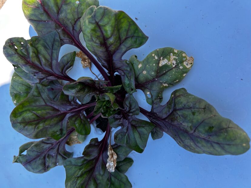 Removal and disposal of these diseased/damaged leaves can lead to better disease management. <br/>Zack Snipes, ©2023, Clemson Extension