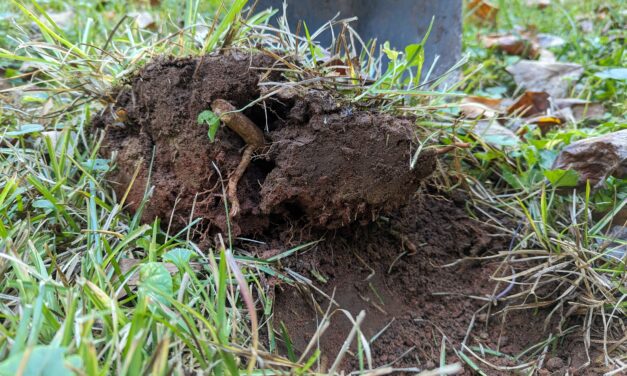 Could Soil pH Be Limiting Your Garden’s Potential?