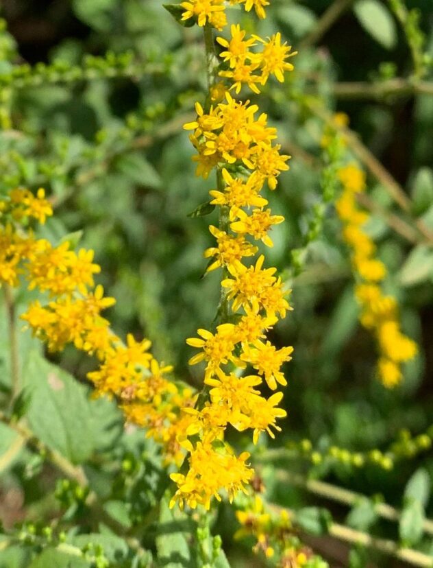Fireworks Goldenrod (Solidago rugosa).