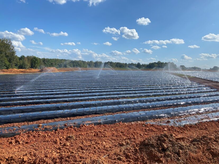 Bare root strawberry transplants need to be overhead watered for several days after planting.