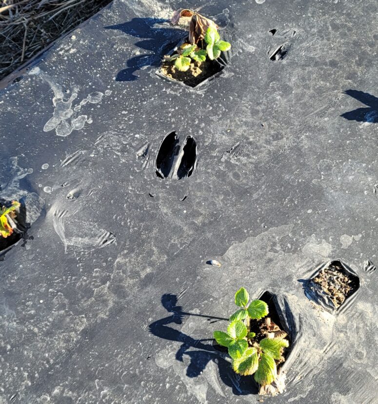 A plant sprouting out of a black plastic surface Description automatically generated
