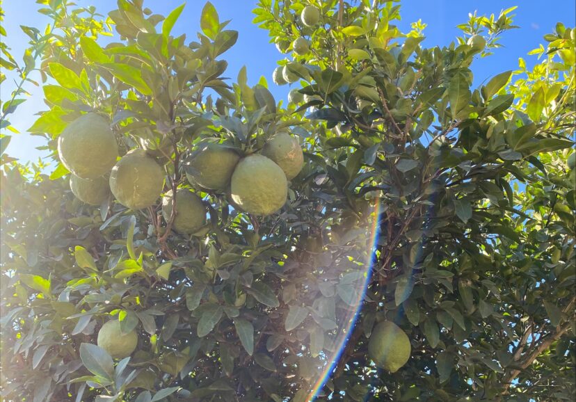 We have some citrus ripening up in the Pee Dee. 