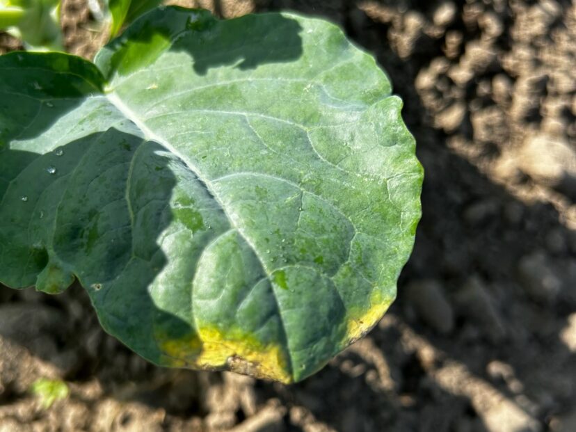 Black rot symptoms on the lower leaves of brassica plants.