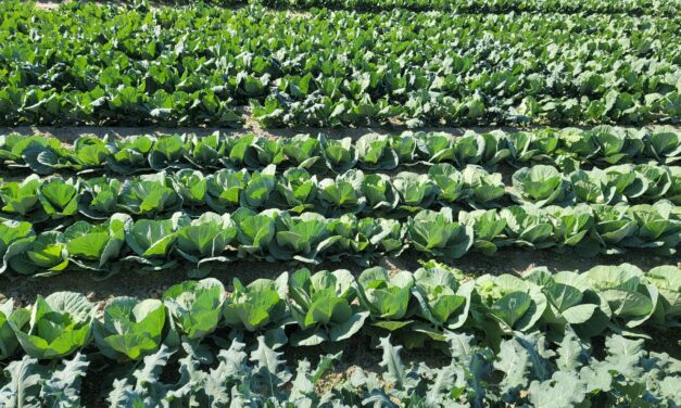 SC Fruit and Vegetable Field Report – October 30, 2023