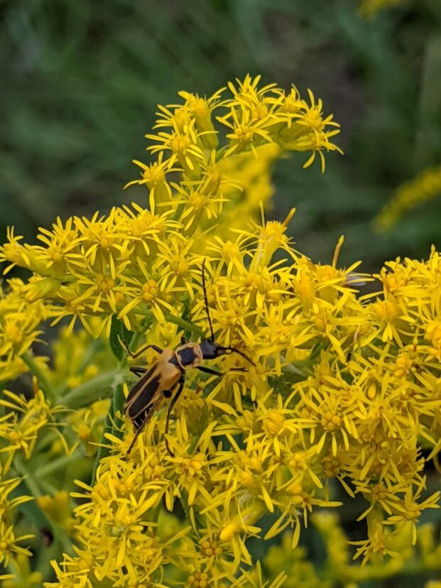 Goldenrod beetles.