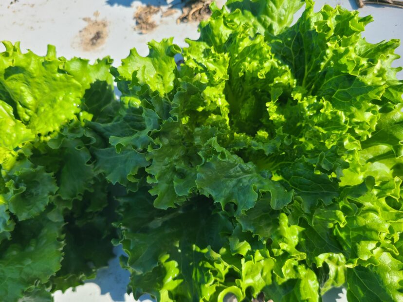 Lettuce is growing well in the Midlands.