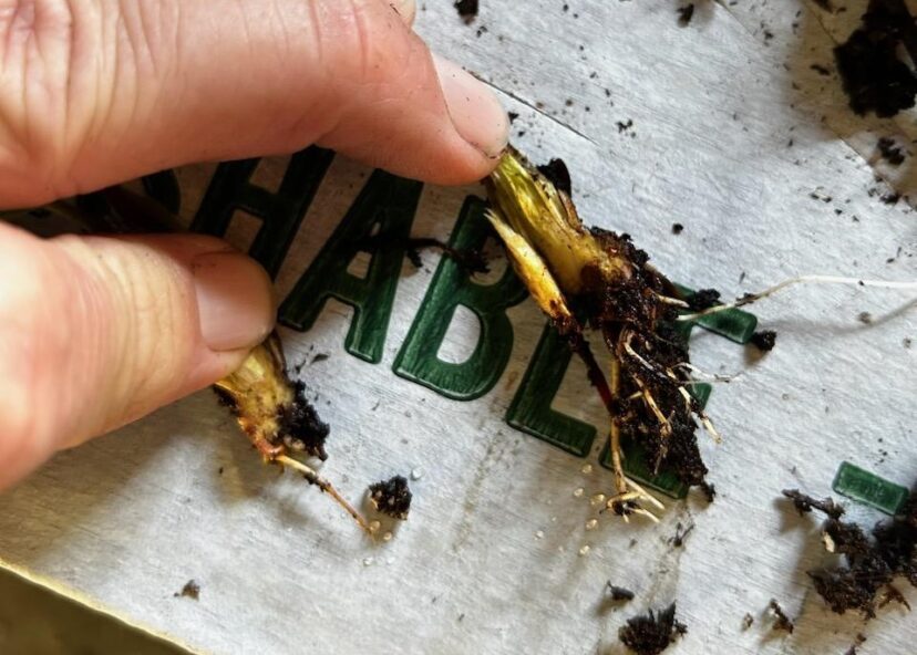 Phytophthora has been found on the roots and crowns of strawberry plugs.