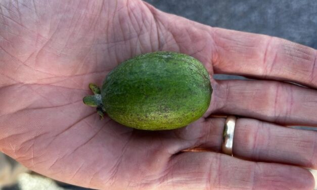 What Is It? Wednesday – Pineapple Guava Fruit