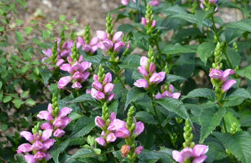 Pink Turtlehead (Chelone lyonii) is a native fall-blooming perennial that grows best in moist, organically rich soil in the sun to part shade.