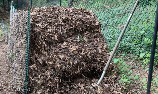 Got Leaves?