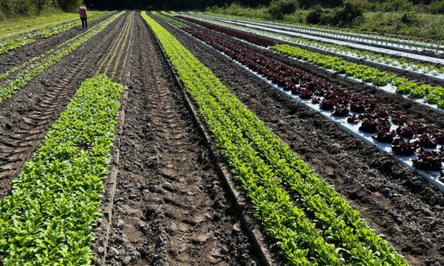 SC Fruit and Vegetable Field Report- October 9, 2023