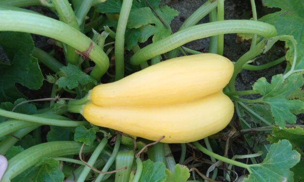 What Is It? Wednesday- Fasciation