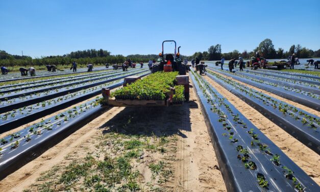 SC Fruit and Vegetable Field Report – October 2, 2023