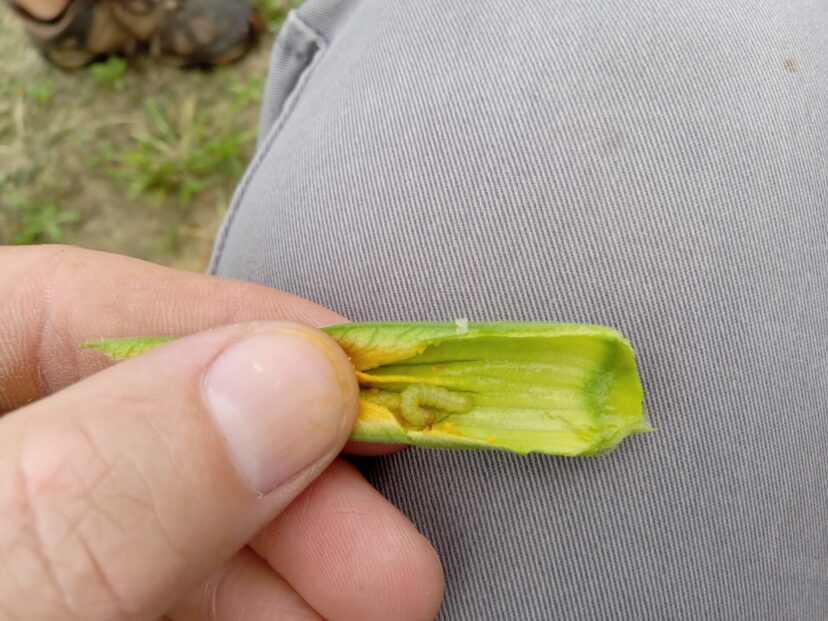 The photo shows another bloom from the same field with the worm still inside.