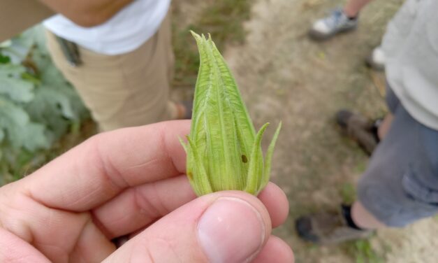 What Is It? Wednesday – Melonworm