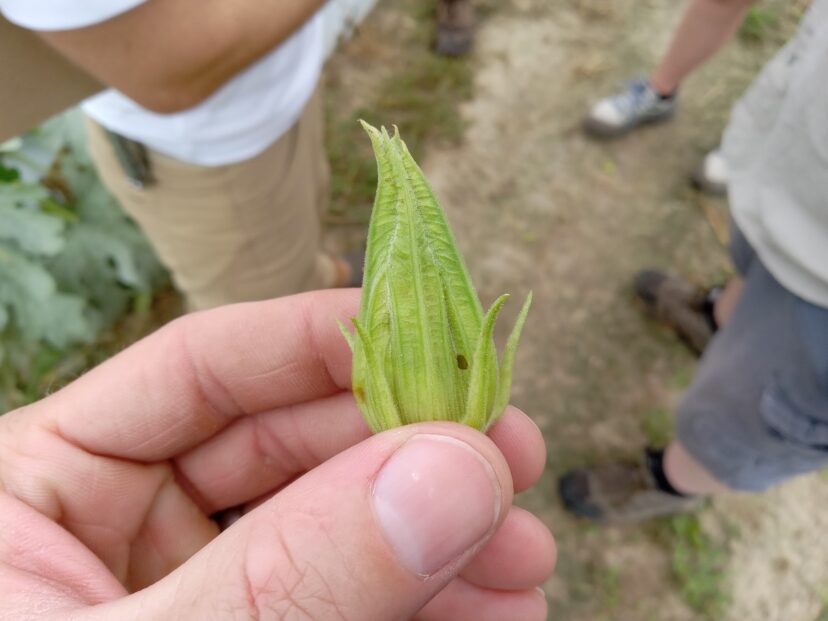 This hole was most likely made by a melonworm that was inside the bloom feeding on the reproductive parts of the flower.