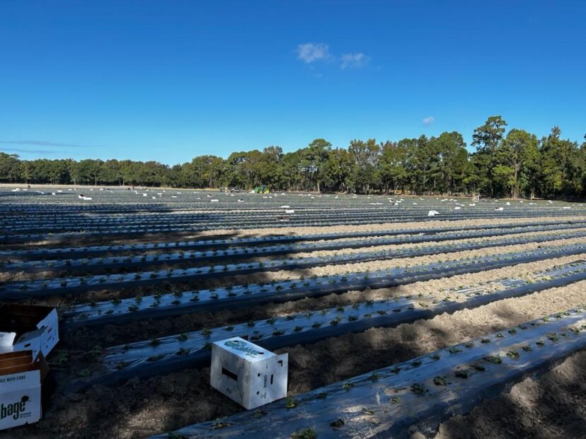 We are almost wrapped up with planting strawberries.