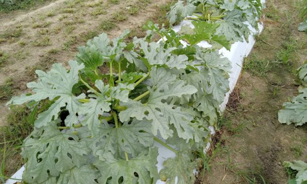 What Is It? Wednesday – Whitefly Damage