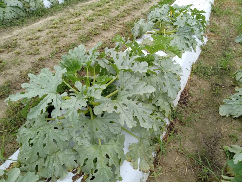 Whitefly damage on squash plants.
