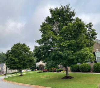 Fig. 8. These red maple trees growing in a fertilized lawn will acquire nutrients from the applications made to the turfgrass. Any additional fertilizer applied to the trees should be based on specified objectives. Note: when mulching trees, follow the rule of 3s: apply a 3-inch layer of mulch 3 inches from the trunk and up to the dripline or outermost branches of the tree.