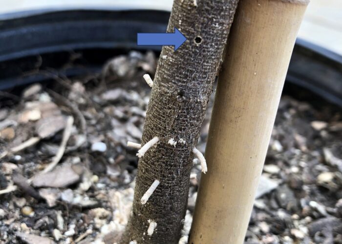Arrow pointing to an ambrosia beetle entrance hole.