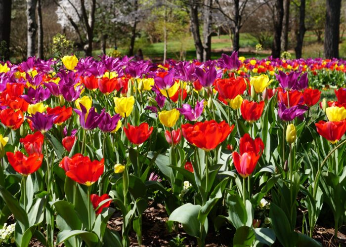 Tulips can usually only be counted on for a single season of color in South Carolina, so they are treated like annual flowers.