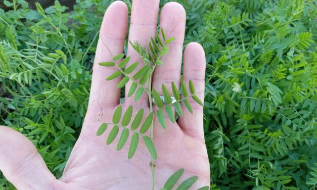 What Is It? Wednesday – Vetch