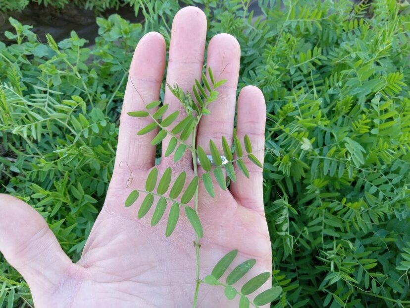 A hand holding a plant Description automatically generated