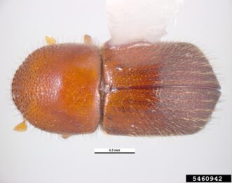 Adult granulate ambrosia beetle, view from above.
