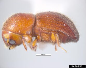 Adult granulate ambrosia beetle, view from the side.