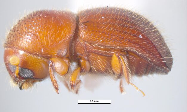 Granulate Ambrosia Beetle (Xylosandrus crassiusculus)