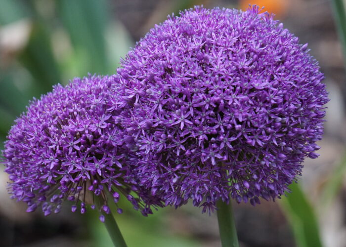 Alliums or ornamental onions (Allium giganteum) attract many pollinating insects.