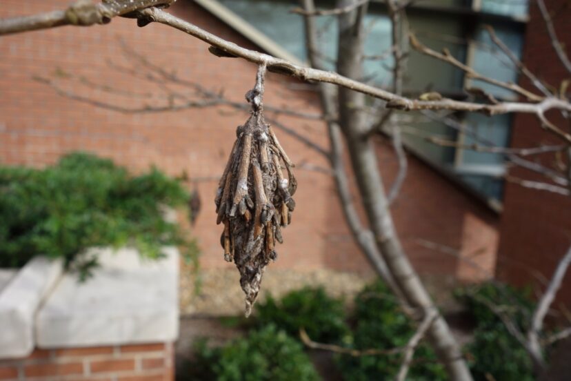 Although I vilify these voracious gourmands of the insect world, they still intrigue me. Like experienced architects the young caterpillars build spindle-shaped bags of silk and bits of leaves and twigs from their host plants. While the construction of each bag is similar, their appearance varies depending on the nature of the construction materials. Bob Polomski, ©2023, Clemson Extension