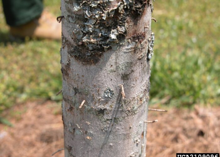 Ambrosia beetle damage – frass tubes on the stem of a host plant caused by GAB.