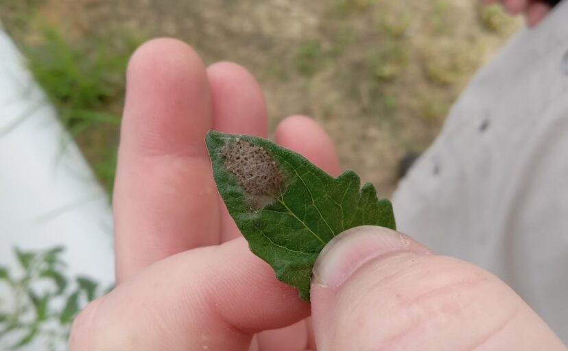 What Is It? Wednesday Armyworm Egg Mass Home & Garden Information