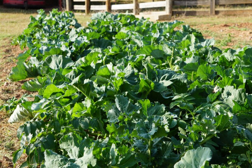 Brassica crops, such as collards, are nutrient-dense plants that will help reduce high phosphorus, calcium, or boron levels in a vegetable garden.