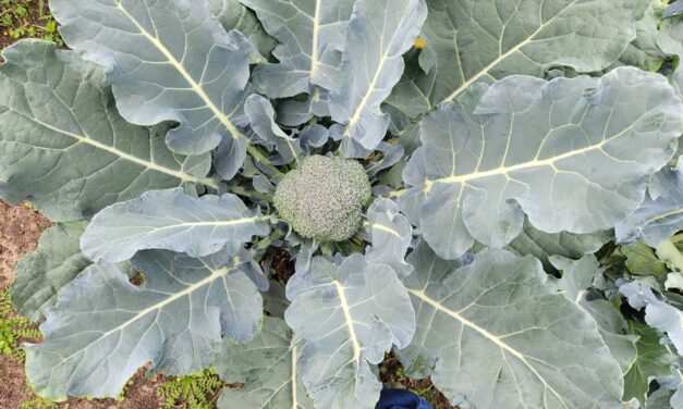 SC Fruit and Vegetable Field Report – November 20, 2023