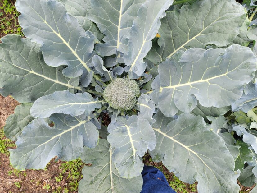 Broccoli is coming on nicely.