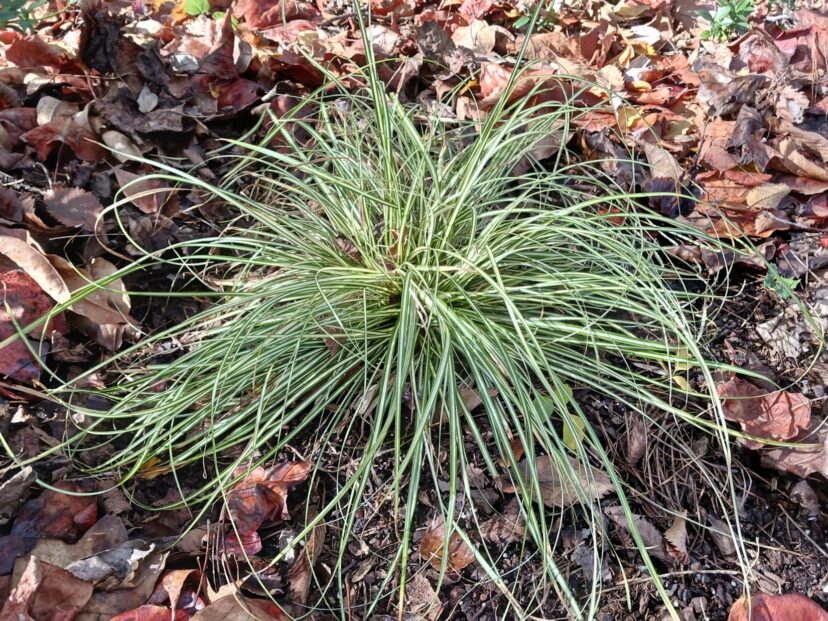 Carex morrowii ‘Variegata’ has leaves with a wide yellow stripe down the center.