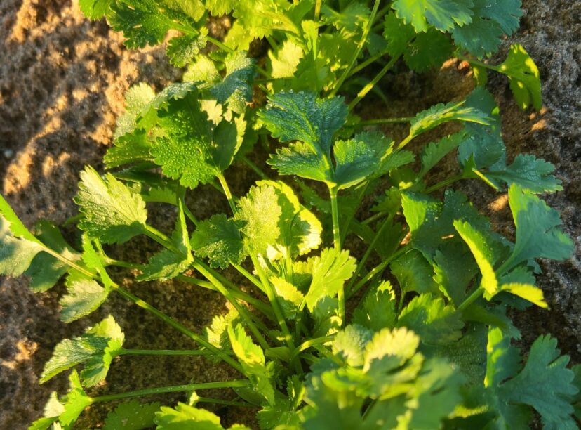Cilantro is developing well in the Midlands.
