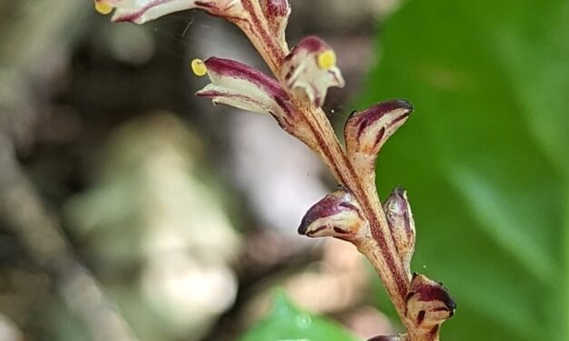 Beechdrops